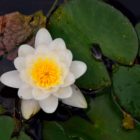 Seerose botanischer Garten in Hobart