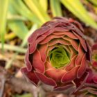 Botanischer Garten Melbourne