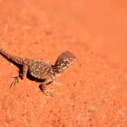 Eidechse bei Uluru