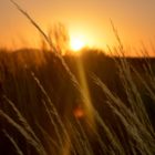 Flora bei Sonnenuntergang