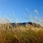 Flora Uluru