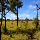 Flora Rundweg Uluru