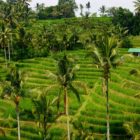 Jatiluwih Rice Terraces