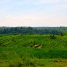 Jatiluwih Rice Terraces