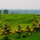 Jatiluwih Rice Terraces