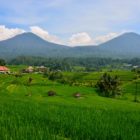 Jatiluwih Rice Terraces