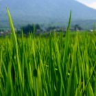 Jatiluwih Rice Terraces