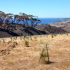 Landschaft Kangaroo Island
