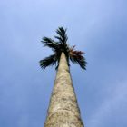 Palme Campuhan Ridge Walk in Ubud