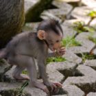 Sacred Monkey Forest Sanctuary