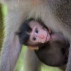 Sacred Monkey Forest Sanctuary