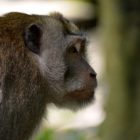 Sacred Monkey Forest Sanctuary