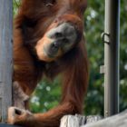 Orang Utan im Zoo Melbourne