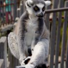 Affe im Zoo Melbourne