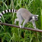 Affe im Zoo Melbourne