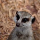 Erdmännchen im Zoo Melbourne