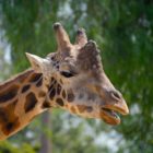 Giraffe im Zoo Melbourne