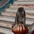 Affe bei Batu Caves