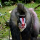 Mandrill in Zoo Singapur