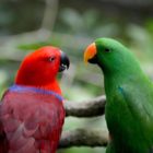 Papageie in Zoo Singapur