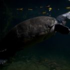 Schildkröte in Zoo Singapur