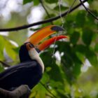 Tukan in Zoo Singapur