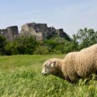 Schaf bei Burg Theben