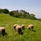 Schafe bei Burg Theben