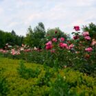 König-Michael-I.-von_Rumänien-Park