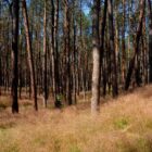 Wald Kurische Nehrung