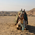 Kamel in Saqqarah