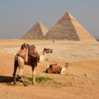 Kamel vor Pyramiden von Gizeh
