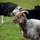 Geissbock auf Sandoy