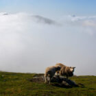Schafe Wanderung Slaettaratindur