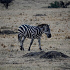 Zebra