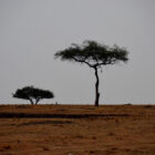 Baum in der Landschaft
