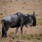 Gnu