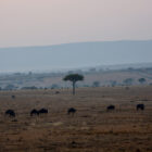 Gnus