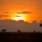 Sonnenaufgang über Masai Mara