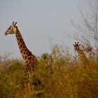 Giraffen