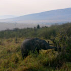 Elefant