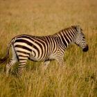 Zebra