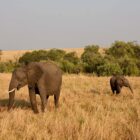 Elefant mit Jungem