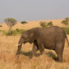 Elefant