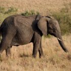 Elefant