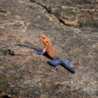 Agama-Eidechse