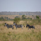 Zebras