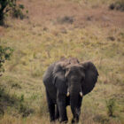 Elefant