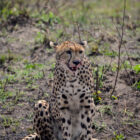 Gepard