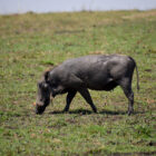 Wildschwein